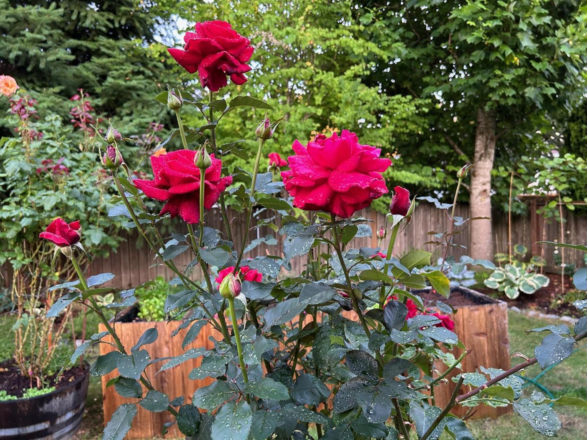 North Nanaimo Gem - Garden-View Room With Private Ensuite Экстерьер фото